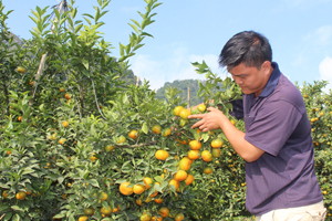 Thực hiện đề án chuyển đổi cơ cấu cây trồng đến nay huyện Lạc Thủy có trên 200 ha cây ăn quả có múi đem lại thu nhập cao cho bà con nông dân. 

