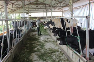 Mô hình nuôi bò sữa của gia đình chị Hoàng Thị Thúy, xóm Trại 6, xã Nhuận Trạch (Lương Sơn) mỗi ngày thu từ 220 - 230 lít sữa, đem lại hiệu quả kinh tế cao.