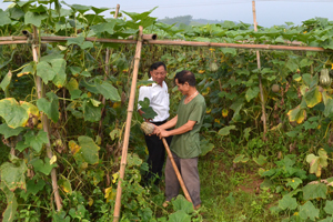 Mô hình trồng rau sạch của hội viên nông dân thị trấn Mường Khến (Tân Lạc) góp phần tạo việc làm và thu nhập ổn định cho nhiều hội viên.