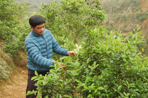 Anh Trương Hồng Phong bên vườn cam  đang đến kỳ thu hoạch trồng trên khu đất đấu thầu.