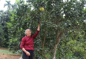 Từ nguồn vốn vay ưu đãi của NHCSXH,  gia đình bà Bùi Thị Lan,  xóm Tân Thành,  xã Hợp Thành (Kỳ Sơn)  đầu tư trồng cây ăn quả  đem lại hiệu quả kinh tế.
