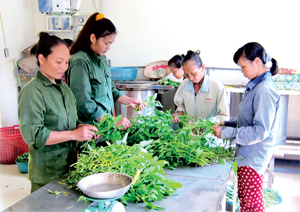 Các thành viên HTX nông sản hữu cơ Lương Sơn sơ chế rau hữu cơ.