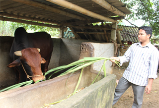 Nông dân xã Lạc Lương (Yên Thủy) thực hiện mô hình nuôi bò lai sind nhằm mục tiêu cải tạo giống.