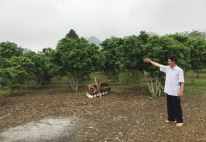 Diện tích vườn cây ăn quả của múi của gia đình anh Nguyễn Duy Chung, xóm Thung, xã Tú Sơn

