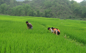 Cán bộ khuyến nông kiểm tra tình hình sâu bệnh hại lúa trên địa bàn xã Mãn Đức (Tân Lạc)
