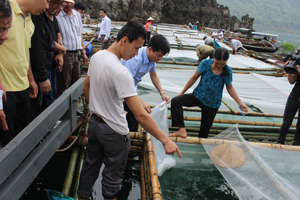 Dự án Giảm nghèo phối hợp với đơn vị cung cấp bàn giao cá giống cho hộ nghèo xóm Vầy, xã Vầy Nưa.

