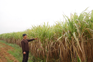 Đã qua vụ thu hoạch nhưng ông Trần Xuân Nguyên  vẫn giữ nguyên vườn mía trên thửa đất mà xã Nam Phong  (Cao Phong) đã ra quyết định thu hồi.