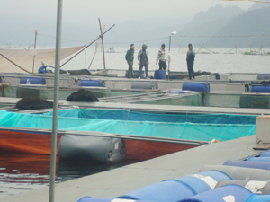 Từ đầu năm đến nay, thành phố Hòa Bình đã phát triển thêm hàng trăm lồng cá trên sông Đà.