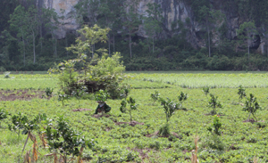 Xã Ngọc Lương(Yên Thủy) chuyển đổi diện tích trồng màu kém hiệu quả sang trồng các loại cây ăn quả có múi.
