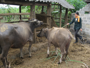 Theo khuyến cáo của ngành NN&PTNT, nông dân các địa phương cần thực hiện tốt việc khử trùng tiêu độc, giữ gìn vệ sinh môi trường chuồng trại chăn nuôi để phòng bệnh LMLM đang có nguy cơ phát sinh và lây lan trên đàn gia súc.