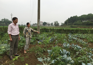 Diện tích sản xuất rau hữu cơ của gia đình chị Hoàng Bích Thùy, xóm Gừa, xã Cư Yên cho hiệu quả kinh tế cao.