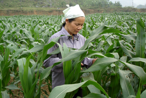 Huyện Kim Bôi xác định sản xuất nông nghiệp là nền tảng quan trọng để phát triển KT-XH và tạo sự bền vững cho công cuộc XĐGN (Ảnh: Người dân xã Trung Bì chuyển đổi diện tích cấy lúa bấp bênh sang trồng cây ngô và cây màu đem lại hiệu quả cao).