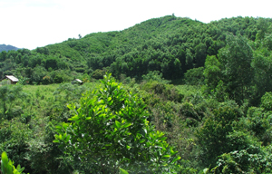 Hiện nay, huyện Lạc Thủy là một trong những địa bàn duy trì tốt độ che phủ rừng trên địa bàn với tỷ lệ đạt gần 52%.