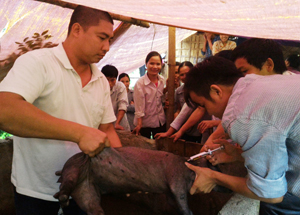 Cán bộ Trung tâm hỗ trợ vùng dân tộc phối hợp với đơn vị chức năng hướng dẫn nông dân kỹ thuật chăn nuôi, phát triển sản xuất hiệu quả ở xã Miền Đồi (Lạc Sơn).