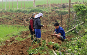 Xã Cư Yên (Lương Sơn) tích cực chuyển đổi cơ cấu cây trồng, nâng cao thu nhập. ảnh: Nông dân xóm Giếng Xạ thu hoạch sắn dây.