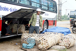 Cách ổ dịch heo tai xanh Bình Đào chừng 7km, chợ heo Hà Lam (huyện Thăng Bình) có hàng trăm heo con/ngày được vận chuyển vào Nam, ra Bắc tiêu thụ. 
