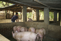 Nhờ nguồn vốn vay hỗ trợ sản xuất, nhiều hộ gia đình ở Lương Sơn đầu tư nuôi lợn thịt quy mô lớn đem lại hiệu quả kinh tế cao