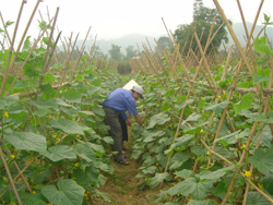 Nông dân thị trấn Cao Phong trồng dưa chuột vụ xuân đem lại thu nhập cao