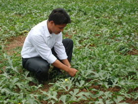 Thanh niên xã Ngọc Lương chủ động chuyển đổi cơ cấu cây trồng cho hiệu quả kinh tế cao.