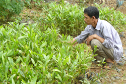 Nông dân huyện Đà Bắc ươm keo giống phục vụ kế hoạch trồng rừng năm 2010