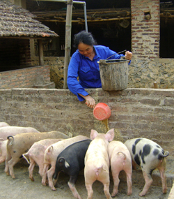 Người chăn nuôi không giấu nổi lo âu khi giá lợn giảm mạnh