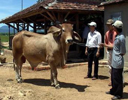 Nhiều hộ nghèo ở xã Đồng Tâm, huyện Lạc Thủy được hỗ trợ bò kéo, sinh sản