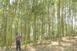 Xã Đông Lai (Tân Lạc) phát triển kinh tế rừng cho thu nhập trên 50 triệu đông/ha