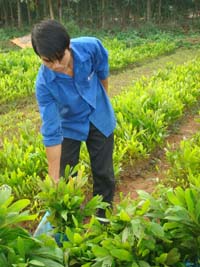 Đoàn viên thanh niên huyện Mai Châu tích cực tham gia trồng rừng góp phần bảo vệ môi trường sống.