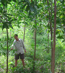 Xã Phúc Tiến (Kỳ Sơn) làm tốt công tác chăm sóc và bảo vệ rừng