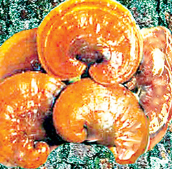Nấm linh chi (Ganoderma lucidum) là một trong những vị thuốc quý của y học cổ truyền ở nước ta.
