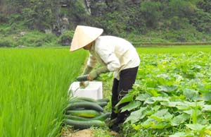 Nhân dân xã Kim Bình chủ động chuyển đổi ruộng 1 vụ kém hiệu quả sang trồng cây bí xanh cho giá trị kinh tế cao hơn.