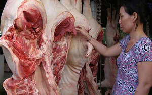 Bệnh liên cầu lợn thường lây qua đường tiếp xúc thịt heo nhiễm bệnh
