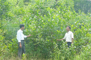 Mô hình trồng rừng kinh tế cao, quy mô 5,3 ha tại xã Đồng Tâm phát triển tốt