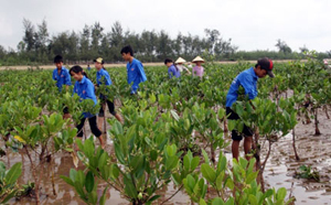 Trồng rừng ngập mặn tại Hậu Lộc (Thanh hóa).