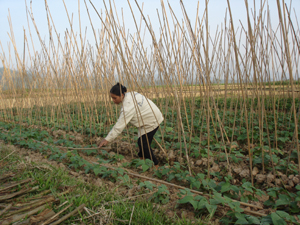 Nông dân xóm Độc Lập (Hợp Thịnh) phát triển mô hình rau sạch nâng cao thu nhập hộ gia đình