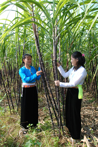 Từ phát triển trồng mía người dân xã Dũng Phong đã thoát nghèo và giàu lên.