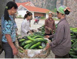 Kiên trì thực hiện Nghị quyết 11/NQ-CP, SXNN của huyện Tân Lạc phát triển ổn định, góp phần nâng cao đời sống nhân dân. Trong ảnh: Mô hình trồng bí xanh cho thu nhập cao tại khu 2, thị trấn Mường Khến.