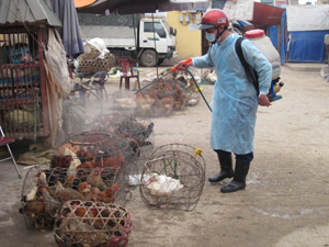 Mỗi tuần/lần, thành phố Hòa Bình tiến hành phun khử tiêu độc tại điểm buôn bán gia cầm các chợ.