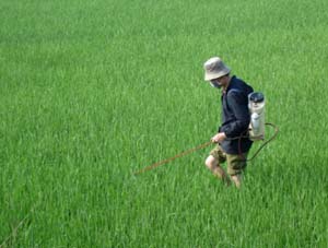 Nông dân xã Phong Phú (Tân Lạc) chăm sóc, phun thuốc phòng trừ sâu bệnh trên diện tích lúa chiêm - xuân.