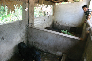 Bỏ nuôi lợn trắng gia đình anh Triệu Văn Thắng ở xóm Phủ, xã Toàn Sơn, Đà Bắc hướng đến nuôi lợn rừng lai.