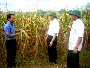 Đồng chí chí Hoàng Văn Tứ, Giám đốc Sở NN&PTNT kiểm tra tình hình cây ngô chết vì hạn hán tại xã Bảo Hiệu.