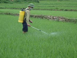 Nông dân xã Tu Lý (Đà Bắc) tập trung phun thuốc phòng trừ rầy lứa 3 hại lúa chiêm - xuân.