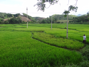 Tại xã Nật Sơn, Kim Bôi, nhiều diện tích lúa đang héo hắt vì nắng hạn.