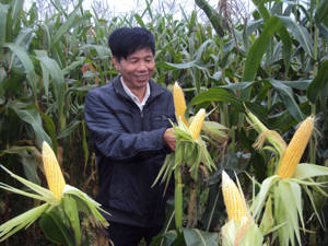 Năm 2012, huyện Yên Thủy mở rộng diện tích ngô tăng khoảng 7% diện tích so với năm 2011, năng suất ước đạt 40 tạ/ha. ảnh: Nông dân xã Ngọc Lương (Yên Thủy) thu hoạch ngô vụ xuân.