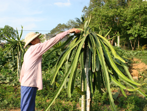 Ông Vũ Tuấn Khích, xóm Giếng, xã Hợp Thành (Kỳ Sơn) chăm sóc vườn cây thanh long ruột đỏ.