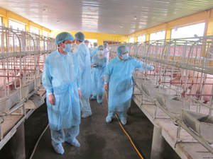 Đoàn công tác Cục Thú y, Sở NN&PTNT kiểm tra ổ dịch lợn tai xanh tại trại giống của Trung tâm Giống vật nuôi – Thủy Sản (TPHB).