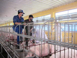 Lực lượng Thú y làm công tác chống dịch điều trị cho lợn ốm.