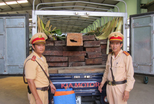 Số gỗ lậu được vận chuyển trên xe BKS 37V- 2228 bị Tổ tuần tra CSGT CA Quảng Bình bắt giữ.  
