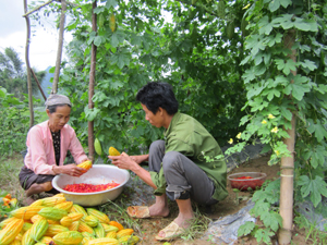 Người dân xóm Nội, xã Độc Lập trồng mướp đắng lấy hạt  cho thu nhập khá.