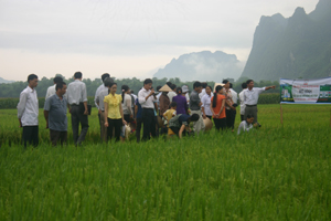 Hội thảo đầu bờ mô hình CLB Nicotex ở xóm 3, xã Cố Nghĩa, huyện Lạc Thuỷ.